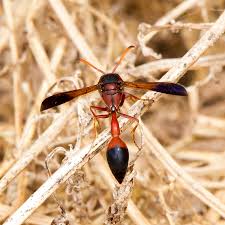 Attēlu rezultāti vaicājumam “Eumenidae”