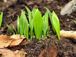 Attēlu rezultāti vaicājumam “Allium ursinum”