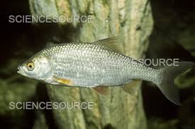 Image result for Rutilus rutilus