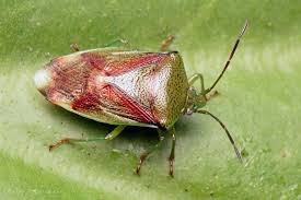 Attēlu rezultāti vaicājumam “Elasmostethus interstinctus imago”