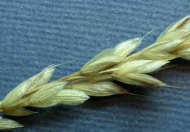 Attēlu rezultāti vaicājumam “Bromus secalinus”