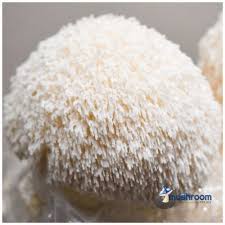 Attēlu rezultāti vaicājumam “Erinaceus sp.”