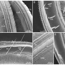Attēlu rezultāti vaicājumam “Protoschinia scutosa”