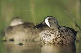 Image result for Anas discors