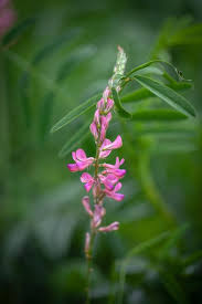 Image result for Onobrychis viciifolia