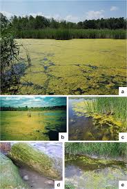 Attēlu rezultāti vaicājumam “Cladophora glomerata”