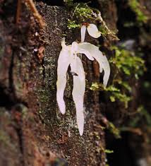 Attēlu rezultāti vaicājumam “Mucronella”