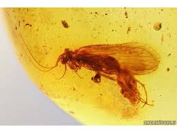 Attēlu rezultāti vaicājumam “Trichoptera egg mass”