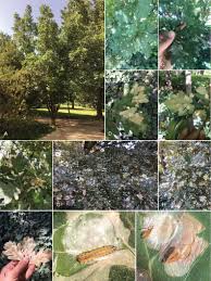 Attēlu rezultāti vaicājumam “Tischeria complanella larva”