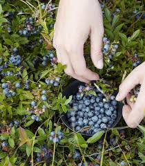 Attēlu rezultāti vaicājumam “Vaccinium angustifolium”