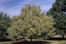 Attēlu rezultāti vaicājumam “Acer negundo”