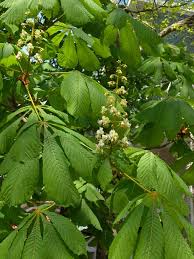 Attēlu rezultāti vaicājumam “Aesculus hippocastanum leaf”