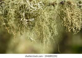 Attēlu rezultāti vaicājumam “Evernia divaricata”