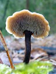 Attēlu rezultāti vaicājumam “Auriscalpium vulgare”