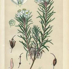 Attēlu rezultāti vaicājumam “Ledum palustre leaf”