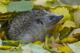 Attēlu rezultāti vaicājumam “Insectivora”