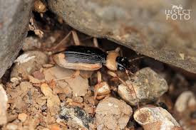 Attēlu rezultāti vaicājumam “Nebria livida”