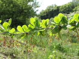 Attēlu rezultāti vaicājumam “Berberis vulgaris”