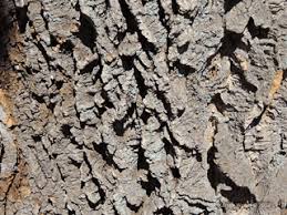 Attēlu rezultāti vaicājumam “Phellodendron amurense bud”