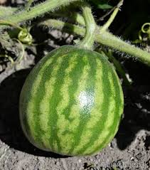 Attēlu rezultāti vaicājumam “Citrullus lanatus”