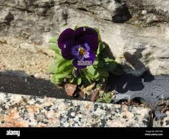 Attēlu rezultāti vaicājumam “Viola x williamsii”