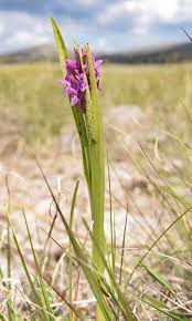 Attēlu rezultāti vaicājumam “Dactylorhiza cruenta flower”