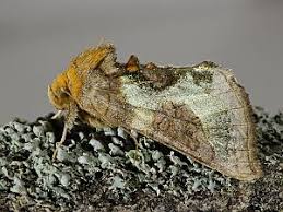 Attēlu rezultāti vaicājumam “Diachrysia tutti”