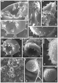 Attēlu rezultāti vaicājumam “Ochropsora ariae spores”