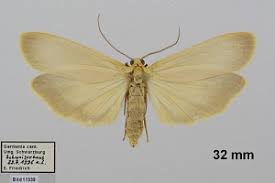 Attēlu rezultāti vaicājumam “Eilema depressa”