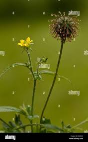 Attēlu rezultāti vaicājumam “Geum urbanum flower”