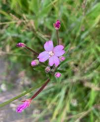 Attēlu rezultāti vaicājumam “Epilobium parviflorum”