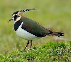 Attēlu rezultāti vaicājumam “Vanellus vanellus adult”