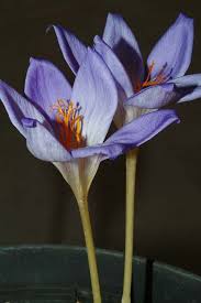 Attēlu rezultāti vaicājumam “Crocus speciosus”