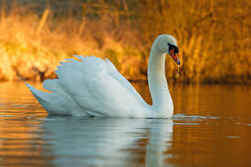Attēlu rezultāti vaicājumam “Cygnus olor”