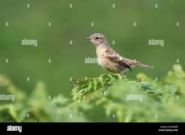 Attēlu rezultāti vaicājumam “Saxicola rubetra juvenile”