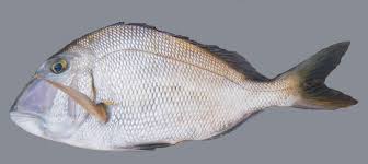 Image result for Calamus nodosus