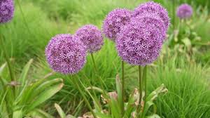 Image result for Zierlauch