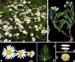 Attēlu rezultāti vaicājumam “Tripleurospermum inodorum flower”