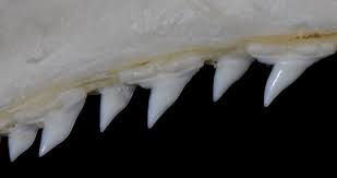 Image result for Sphyrna media