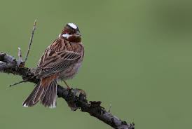 Image result for Emberiza leucocephalos