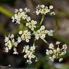 Attēlu rezultāti vaicājumam “Laserpitium prutenicum”