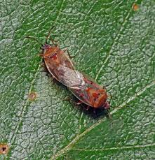 Attēlu rezultāti vaicājumam “Kleidocerys resedae”