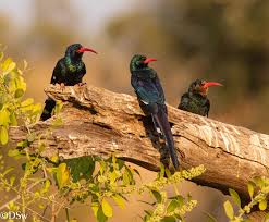 Image result for hoepoe