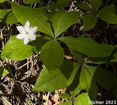 Attēlu rezultāti vaicājumam “Trientalis europaea leaf”