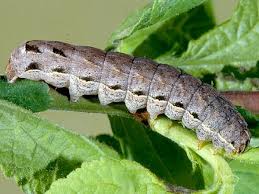 Attēlu rezultāti vaicājumam “Eurois occulta”