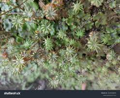 Attēlu rezultāti vaicājumam “Marchantiopsida”