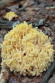 Attēlu rezultāti vaicājumam “Ramaria flava”