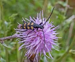 Attēlu rezultāti vaicājumam “Leptura quadrifasciata”
