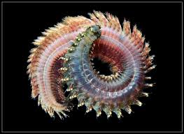 Attēlu rezultāti vaicājumam “Annelides”