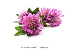 Attēlu rezultāti vaicājumam “Trifolium pratense flower”